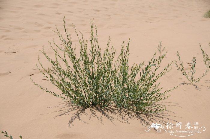 沙柳Salix psammophila 沙柳Salix psammophila