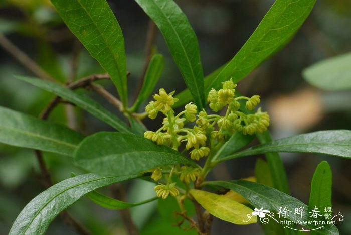 坡柳Dodonaea viscosa 坡柳Dodonaea viscosa