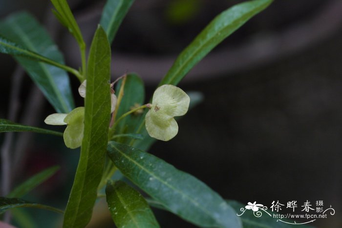坡柳Dodonaea viscosa