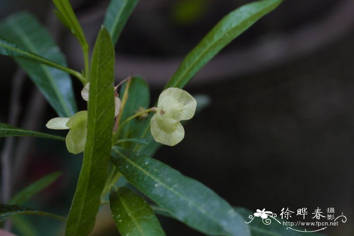 坡柳Dodonaea viscosa 坡柳Dodonaea viscosa