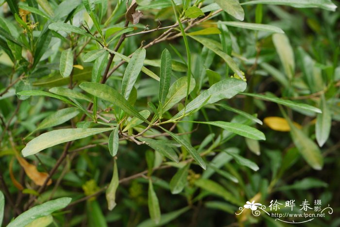 坡柳Dodonaea viscosa 坡柳Dodonaea viscosa