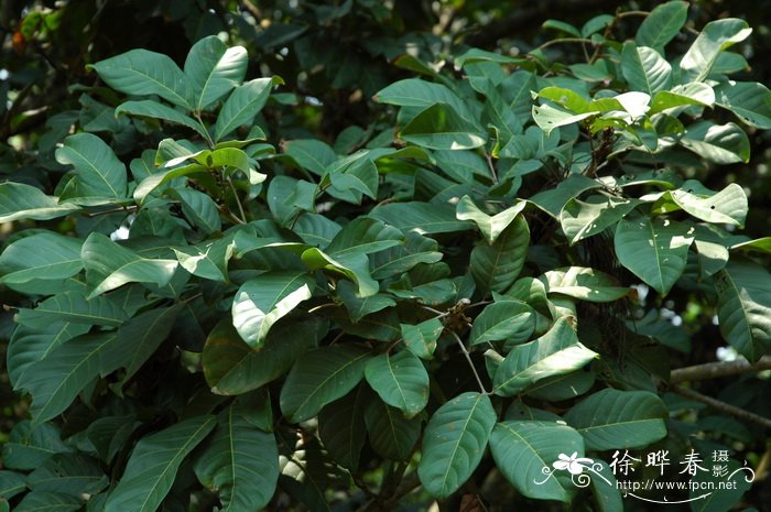 红毛丹Nephelium lappaceum 红毛丹Nephelium lappaceum