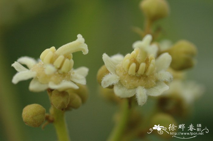 龙眼Dimocarpus longan