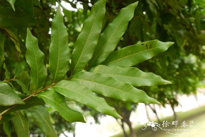 龙眼Dimocarpus longan