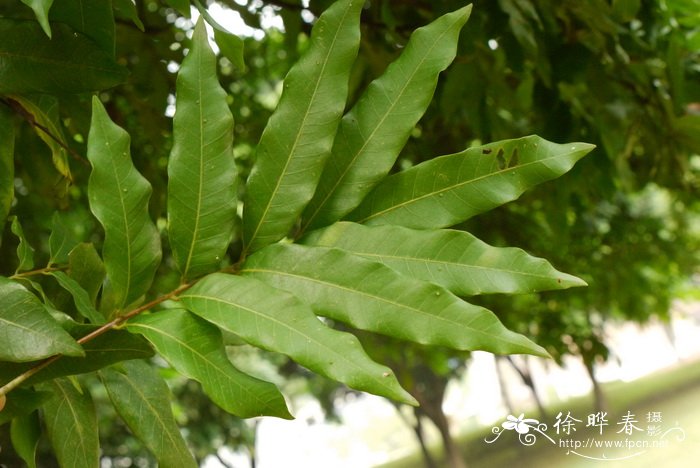 龙眼Dimocarpus longan 龙眼Dimocarpus longan