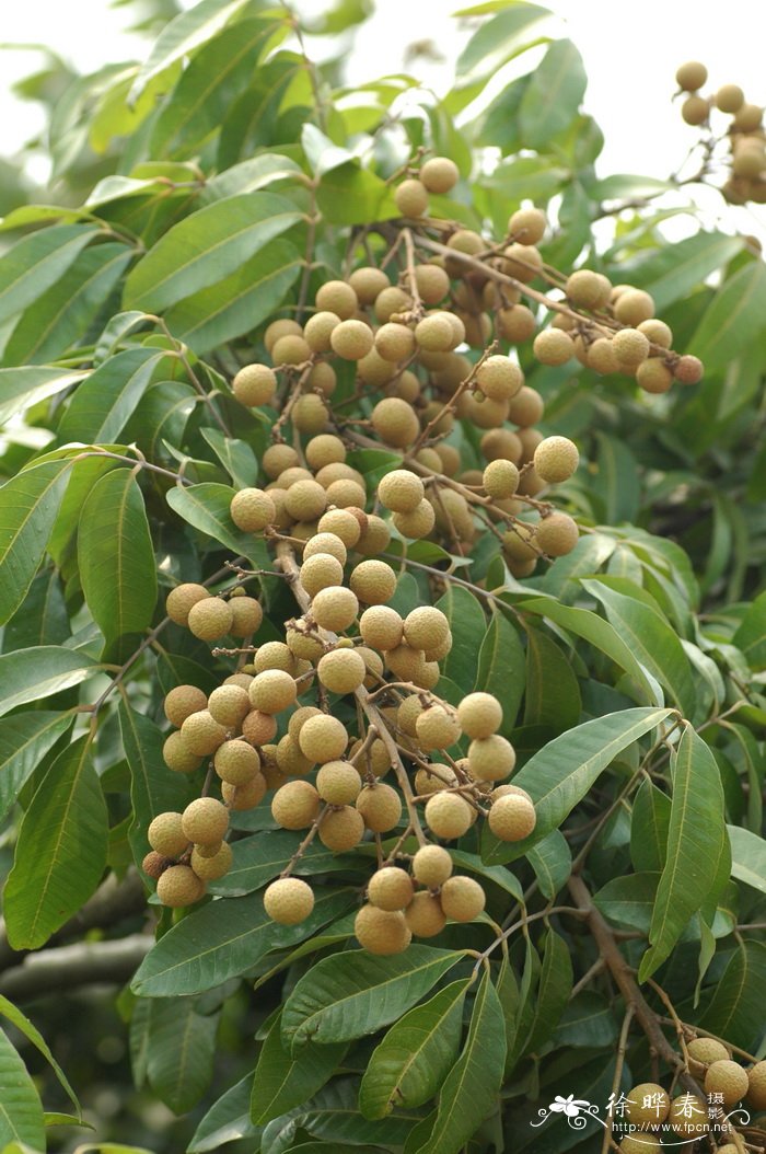 龙眼Dimocarpus longan