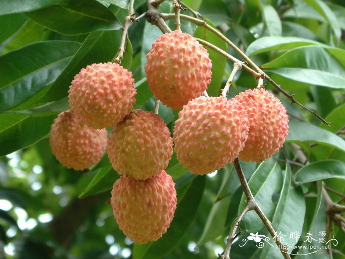 荔枝Litchi chinensis 荔枝Litchi chinensis