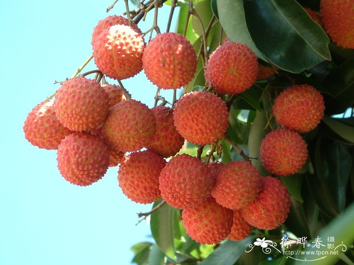 荔枝Litchi chinensis 荔枝Litchi chinensis