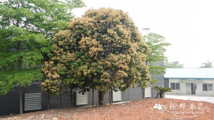 荔枝Litchi chinensis 荔枝Litchi chinensis