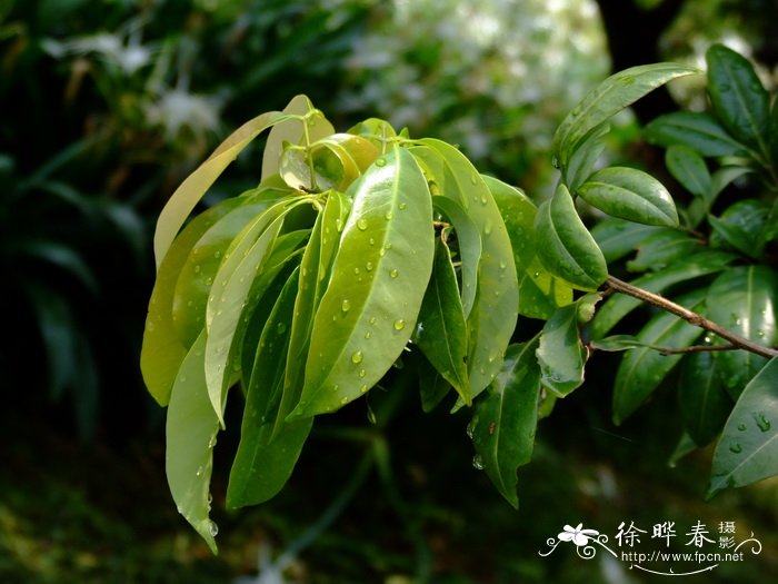 荔枝Litchi chinensis 荔枝Litchi chinensis