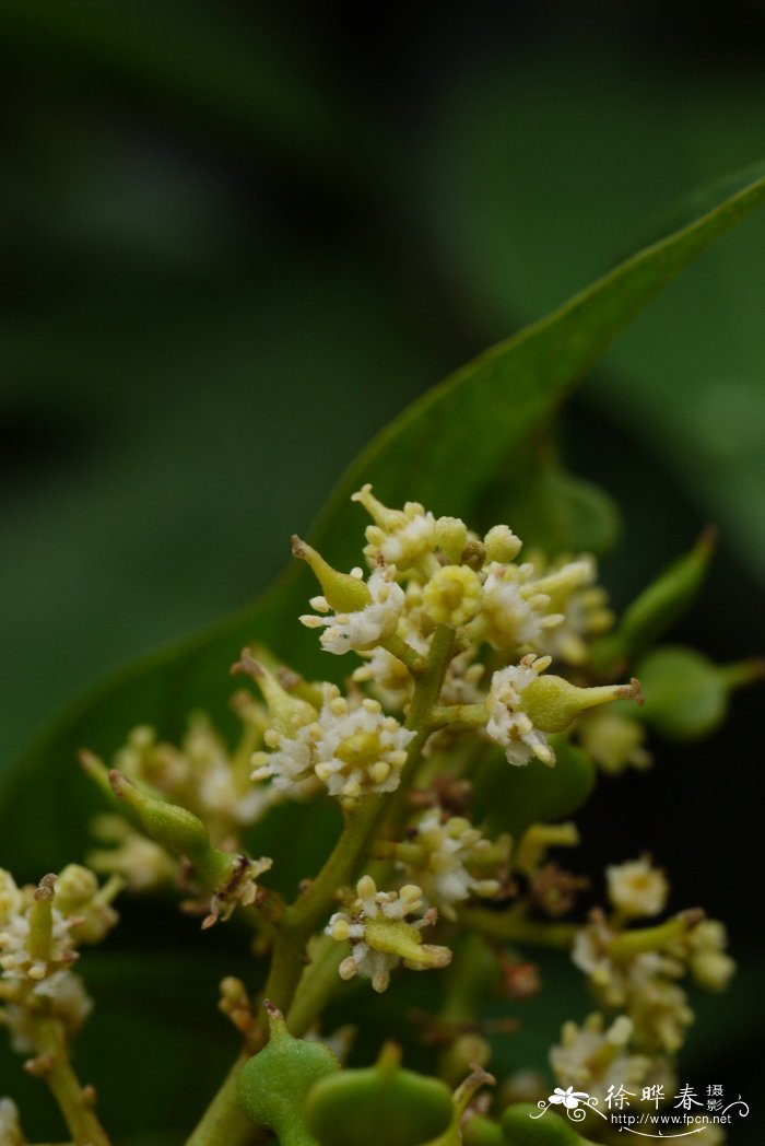 滨木患Arytera littoralis 滨木患Arytera littoralis