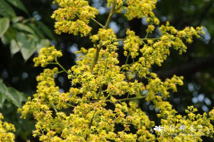 黄山栾树Koelreuteria bipinnata 'Integrifoliola' 黄山栾树Koelreuteria bipinnata 'Integrifoliola'