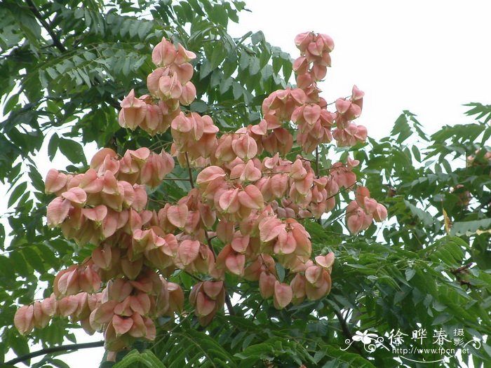 黄山栾树Koelreuteria bipinnata 'Integrifoliola' 黄山栾树Koelreuteria bipinnata 'Integrifoliola'