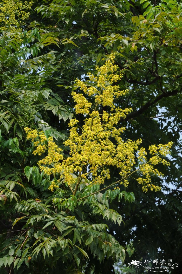 黄山栾树Koelreuteria bipinnata 'Integrifoliola' 黄山栾树Koelreuteria bipinnata 'Integrifoliola'