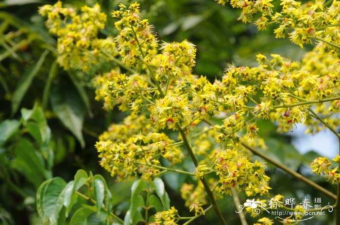 复羽叶栾树Koelreuteria bipinnata 复羽叶栾树Koelreuteria bipinnata