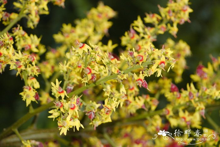 台湾栾树Koelreuteria elegans subsp. formosana