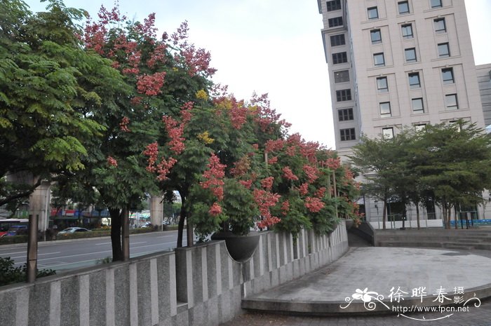 台湾栾树Koelreuteria elegans subsp. formosana 台湾栾树Koelreuteria elegans subsp. formosana