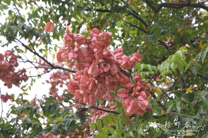 台湾栾树Koelreuteria elegans subsp. formosana 台湾栾树Koelreuteria elegans subsp. formosana