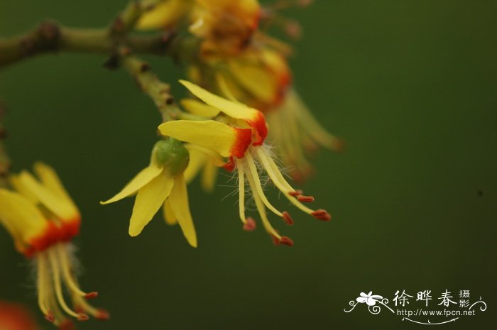 栾树Koelreuteria paniculata