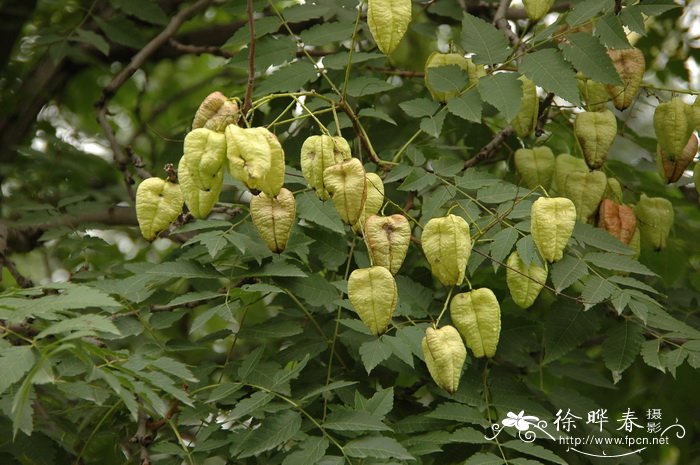 栾树Koelreuteria paniculata 栾树Koelreuteria paniculata