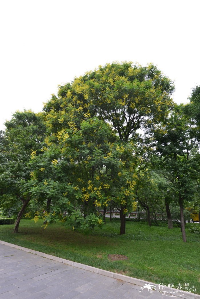 栾树Koelreuteria paniculata 栾树Koelreuteria paniculata