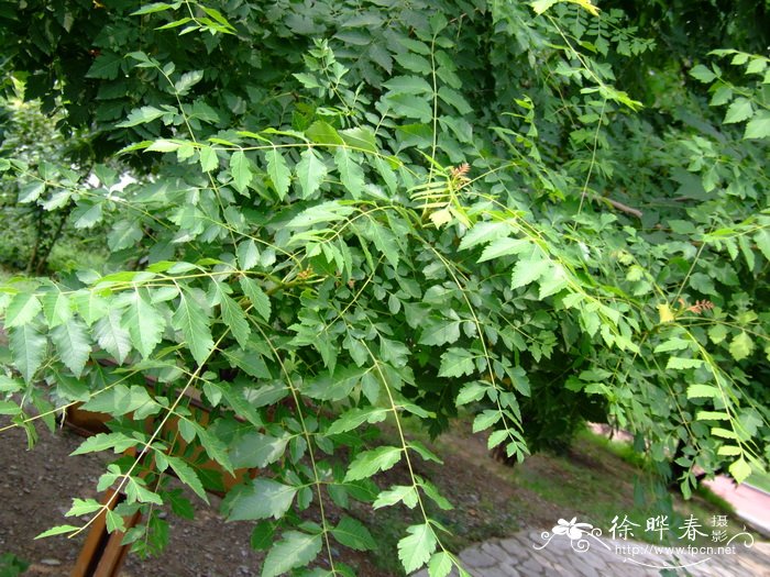 文冠果Xanthoceras sorbifolium 文冠果Xanthoceras sorbifolium