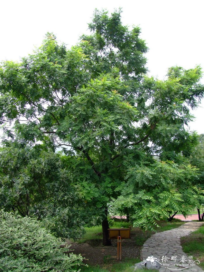 文冠果Xanthoceras sorbifolium 文冠果Xanthoceras sorbifolium