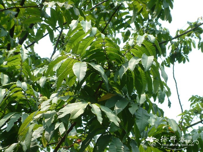 番龙眼Pometia pinnata 番龙眼Pometia pinnata
