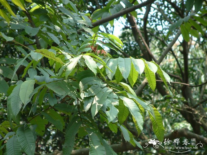 番龙眼Pometia pinnata 番龙眼Pometia pinnata