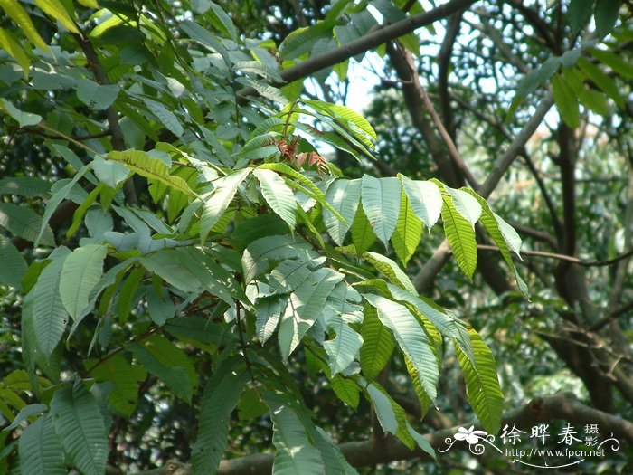 番龙眼Pometia pinnata