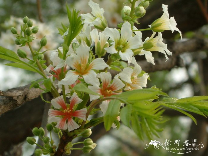 文冠果Xanthoceras sorbifolium 文冠果Xanthoceras sorbifolium