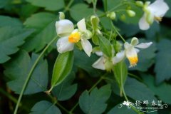 大花倒地铃Cardiospermum grandiflorum