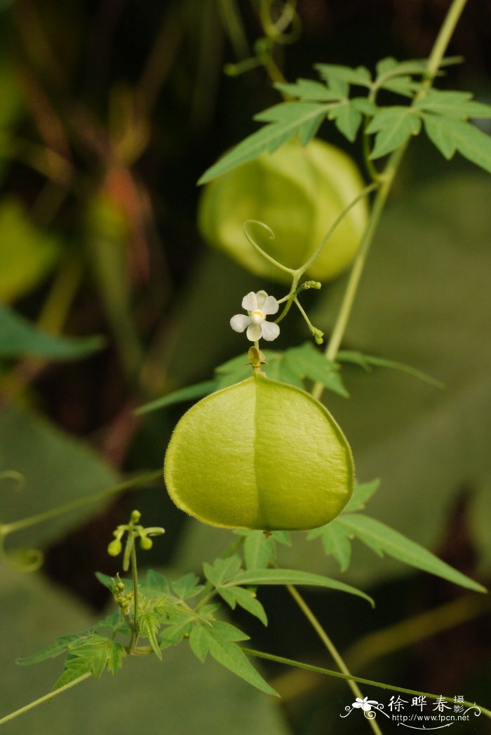 倒地铃Cardiospermum halicacabum 倒地铃Cardiospermum halicacabum