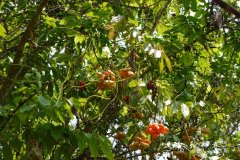 假山萝Harpullia cupanioides