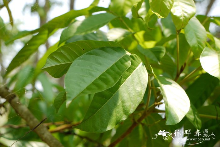 假山萝Harpullia cupanioides 假山萝Harpullia cupanioides