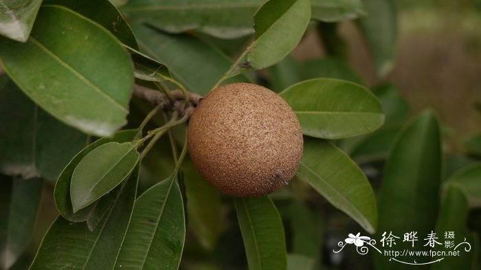 人心果Manilkara zapota 人心果Manilkara zapota