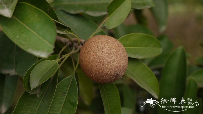 人心果Manilkara zapota