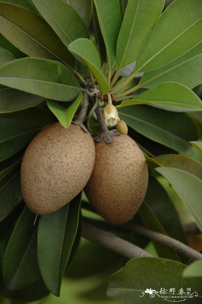 人心果Manilkara zapota 人心果Manilkara zapota