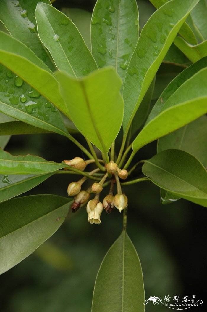 人心果Manilkara zapota 人心果Manilkara zapota