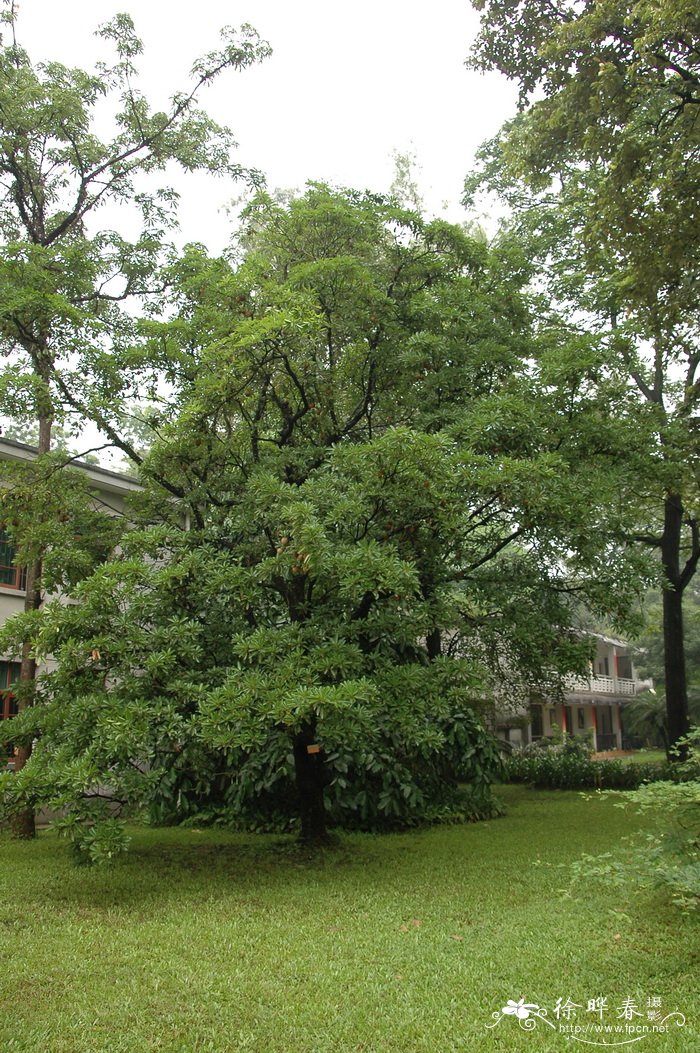 人心果Manilkara zapota 人心果Manilkara zapota