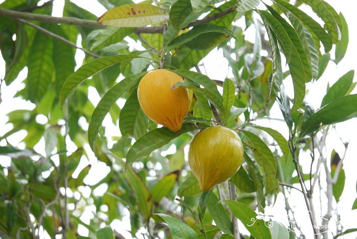 蛋黄果Pouteria campechiana 蛋黄果Pouteria campechiana