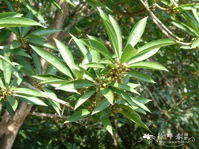 蛋黄果Pouteria campechiana 蛋黄果Pouteria campechiana