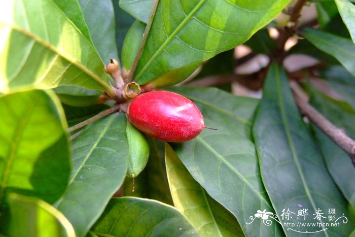 神秘果Synsepalum dulcificum 神秘果Synsepalum dulcificum