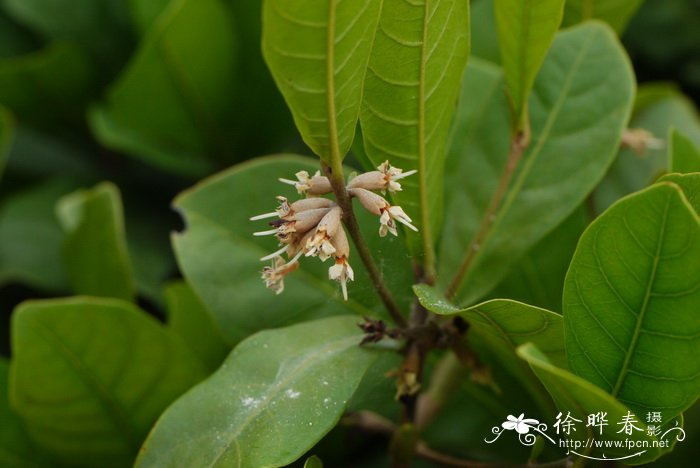 神秘果Synsepalum dulcificum 神秘果Synsepalum dulcificum