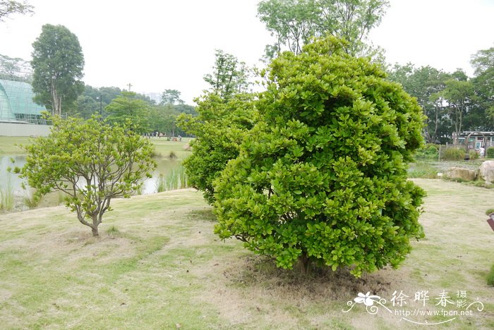 神秘果Synsepalum dulcificum 神秘果Synsepalum dulcificum