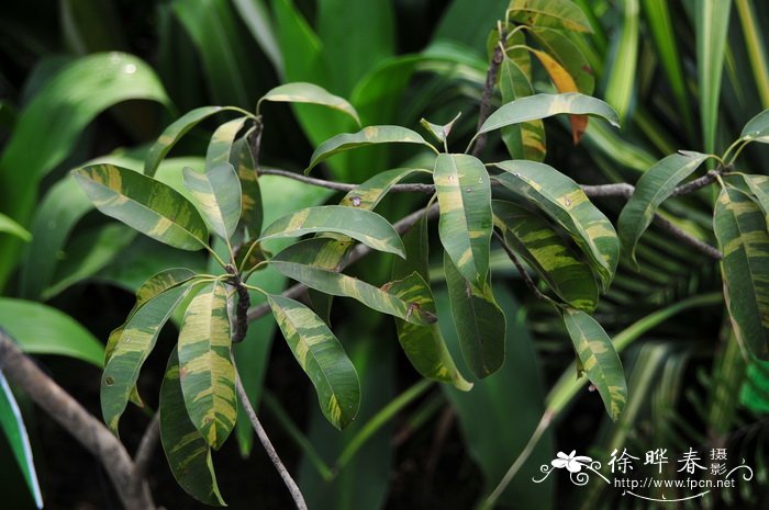 花叶人心果Manilkara zapota cv. 花叶人心果Manilkara zapota cv.