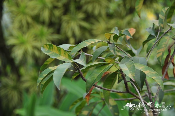 花叶人心果Manilkara zapota cv. 花叶人心果Manilkara zapota cv.