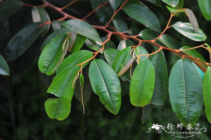 红皮鸡心果Xantolis stenosepala 红皮鸡心果Xantolis stenosepala
