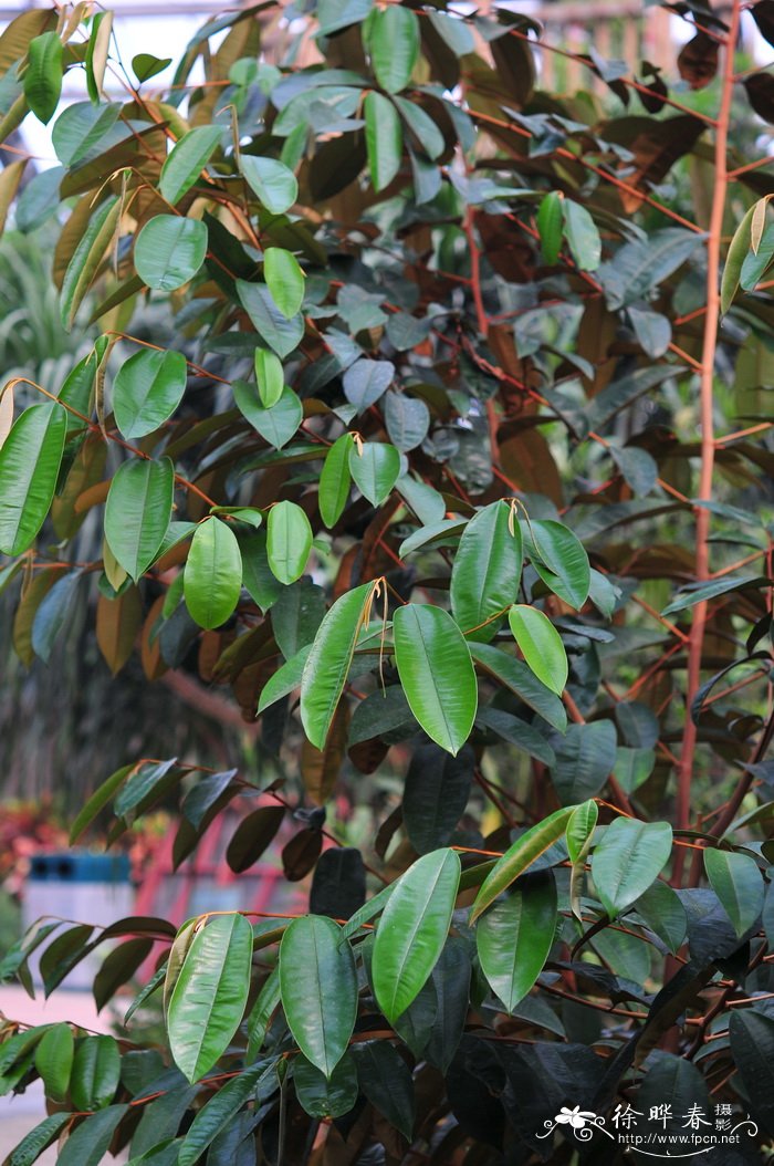 红皮鸡心果Xantolis stenosepala 红皮鸡心果Xantolis stenosepala