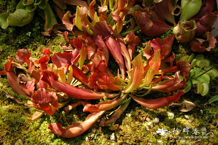 红瓶子草杂交种Sarracenia hybrida